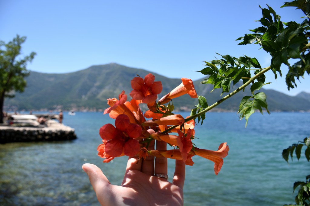 Kukkaloistoa Kotorin lahdella - Montenegro