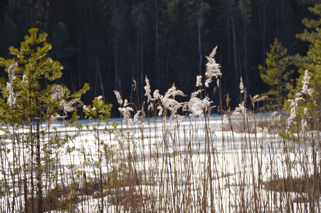 Korpinkierroksen maisemia