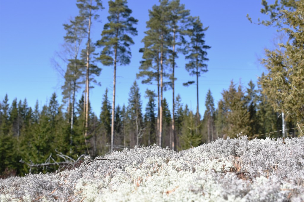 Keväinen metsä ja jäkälää
