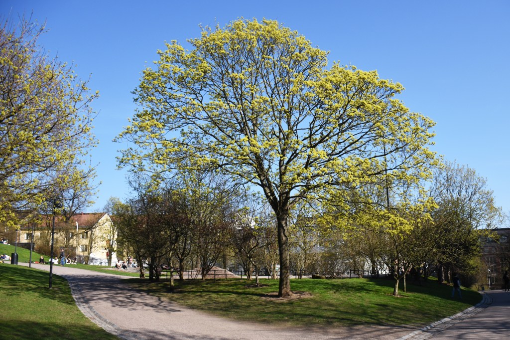 Kevät Koffin puistossa