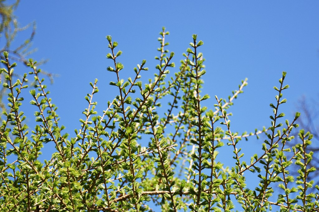 Lehtikuusen kukintoja