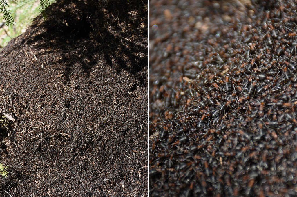 Muurahaisten herääminen vappuna