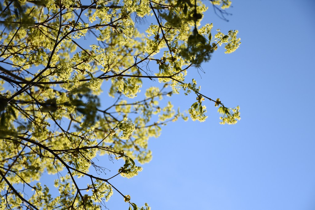 Toukokoisia vaahteran kukintoja