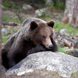 Yö karhuja kuvaamassa