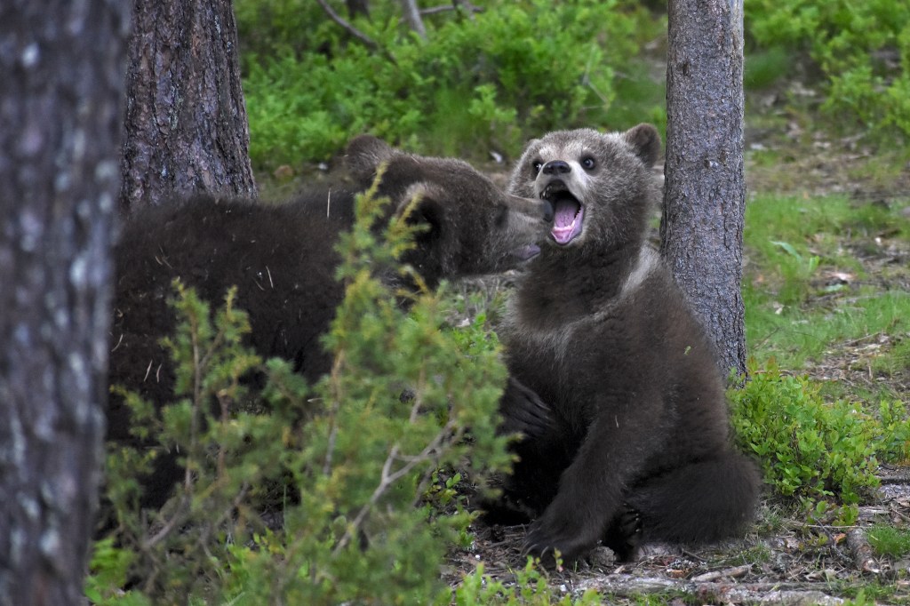 Karhunpennut leikkivät
