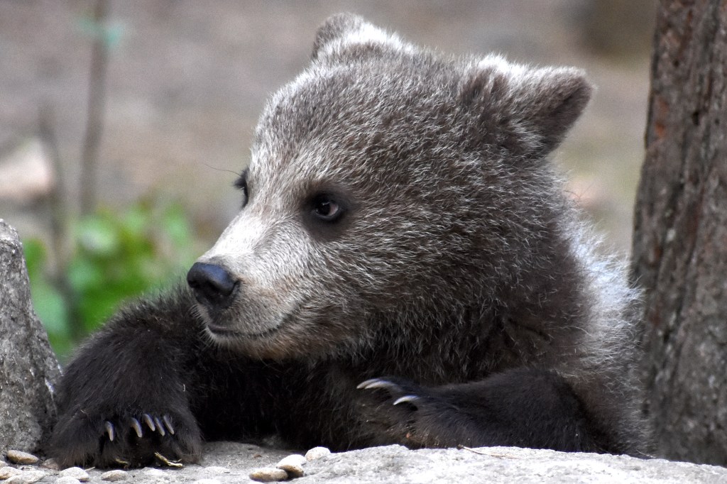 Karhunpentu lähikuva