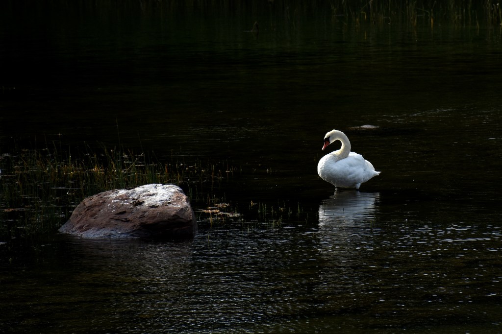 Kyhmyjoutsen Isosaaressa