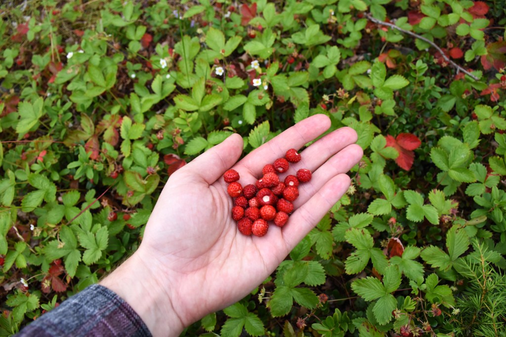 Metsämansikoita Isosaaressa