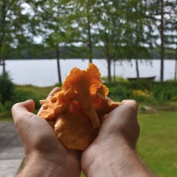 Sienimetsän satoa, eli kantarelleja ämpärikaupalla