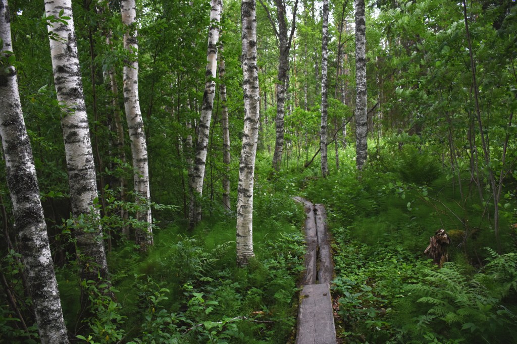 Karoliinanportaat pitkospuut