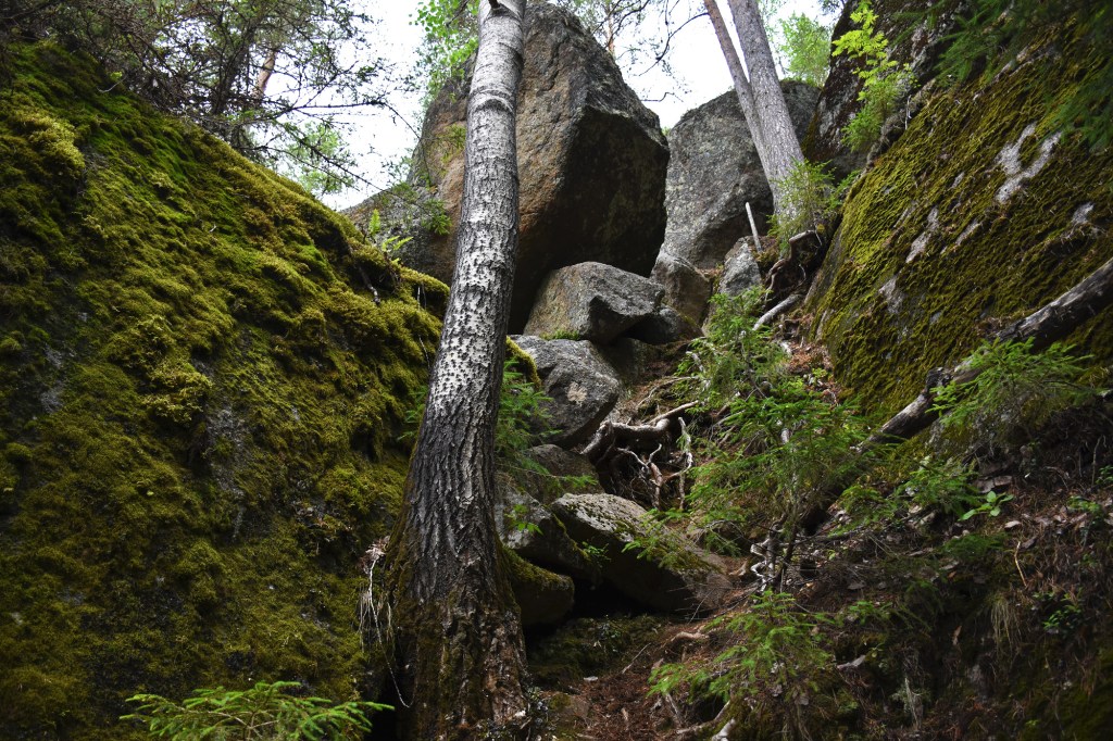 Karoliinanportaat sammalta