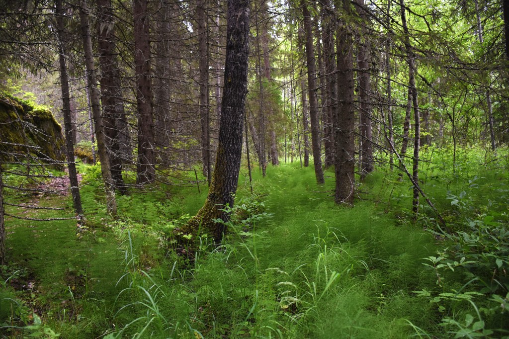 Karoliinanportaat tiheä metsä