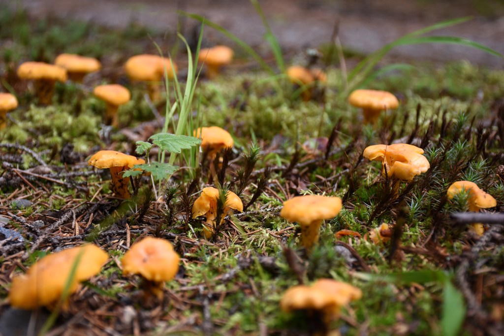 Pieniä kantarelleja lähikuva