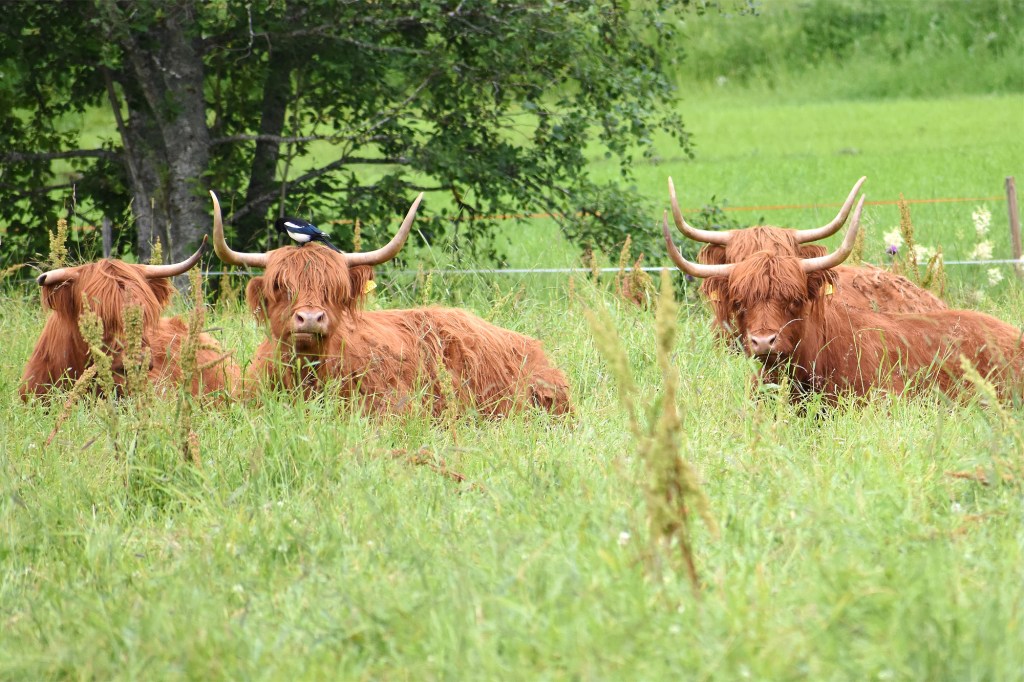 Hyvätuuli Highland ylämaankarjaa