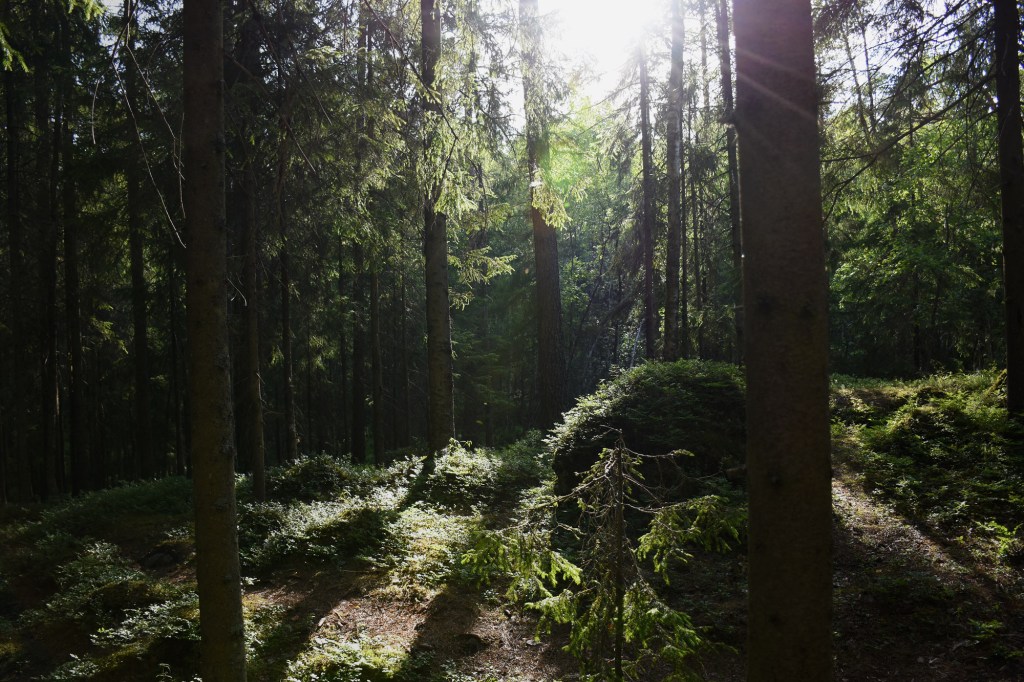 Nuotiokallion metsää