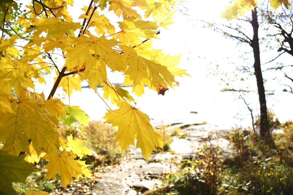 Keltaisia vaahteran lehtiä