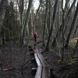 Päiväpatikointi Hanikan luontopolulla pitkospuita pitkin