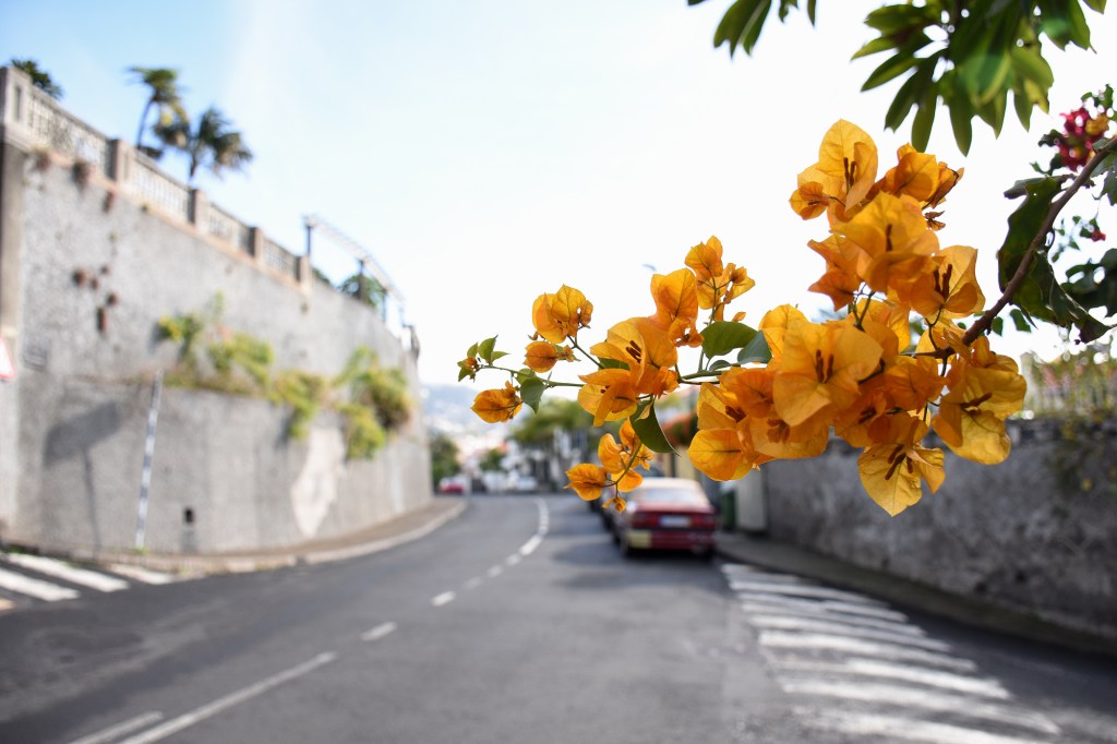 Kukkaloistoa Madeiralla