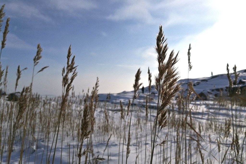 Heiniä Liuskasaaressa