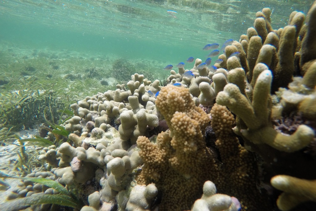 Pikkukaloja korallilla Sansibar