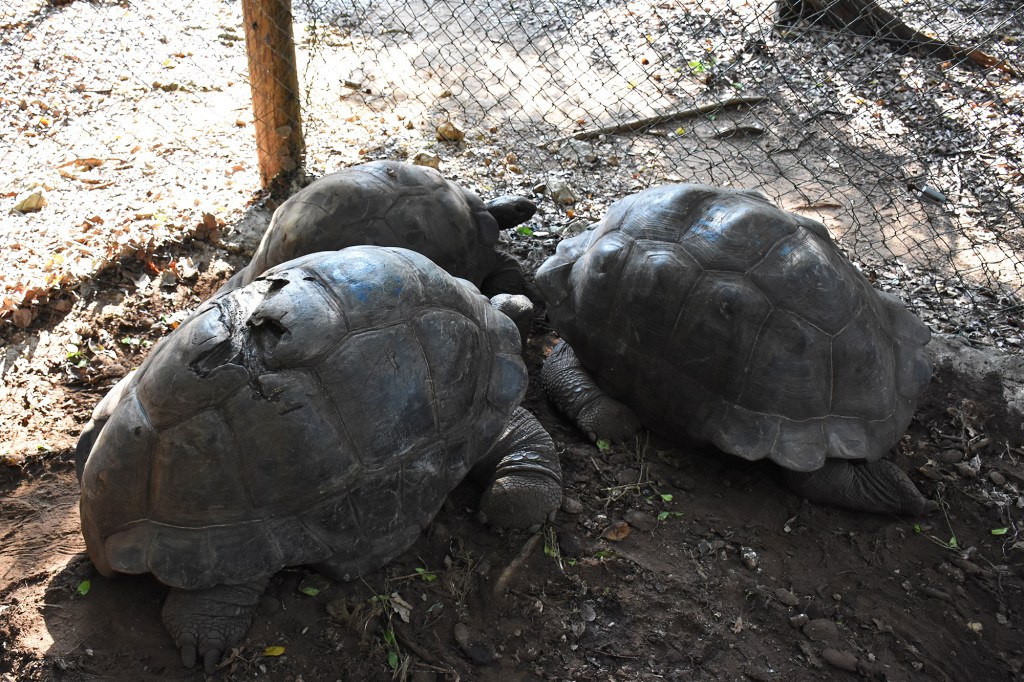 Sansibarin vanhin kilpikonna, isoisä