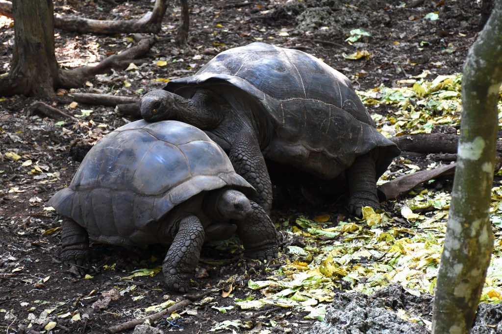 Kilpikonnien parittelu alkmassa