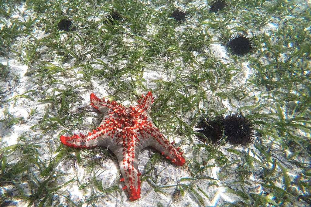 Meritähti Sansibarilla