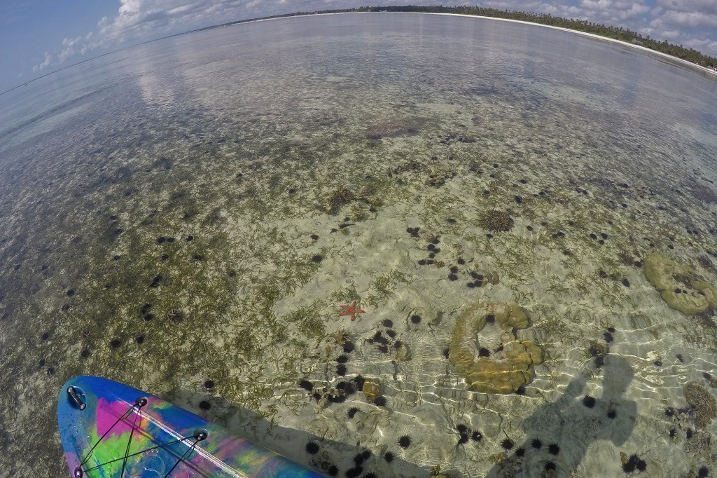 Meritähtiä ja merisiilejä suppaillessa