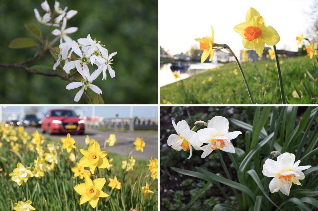 Kukkaloistoa keväisessä Utrechtissa