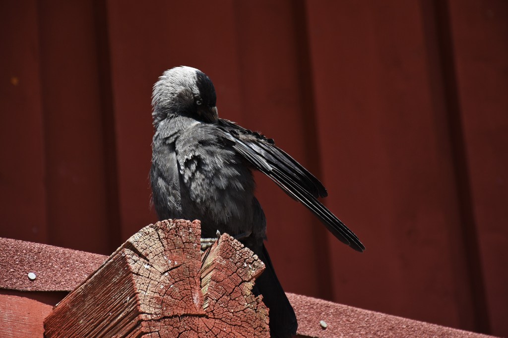 Naakka hirsirakenteen reunalla