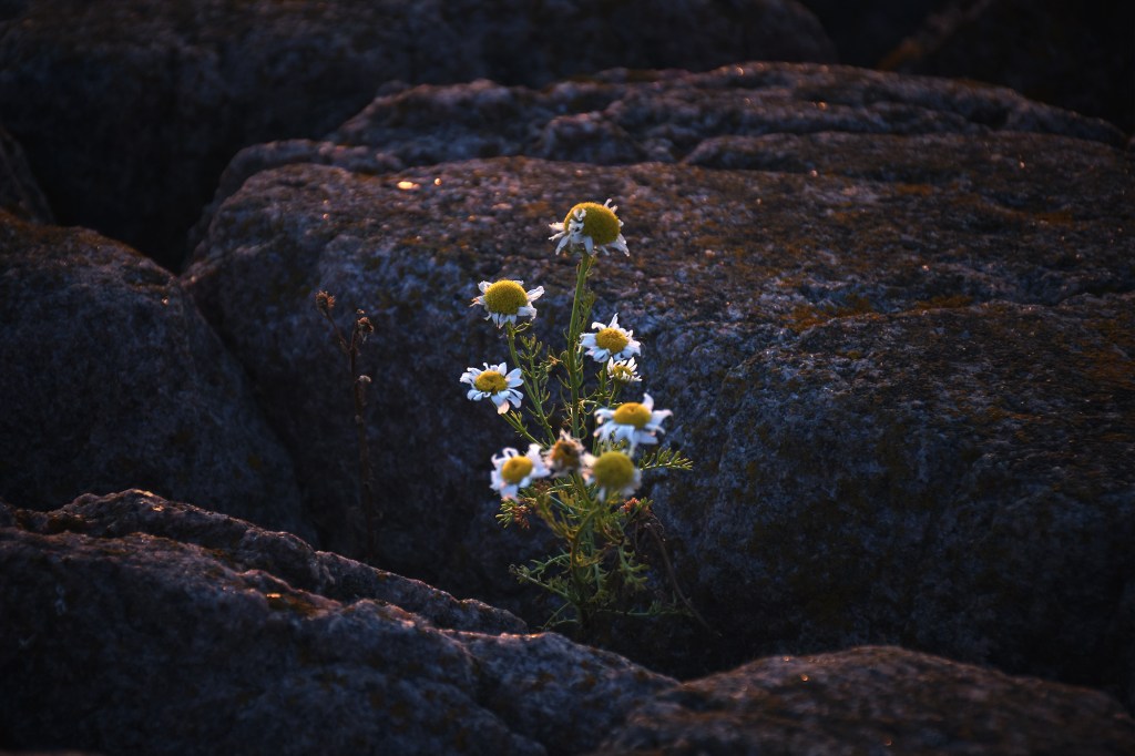 Kallioiden välissä olevia kukkia