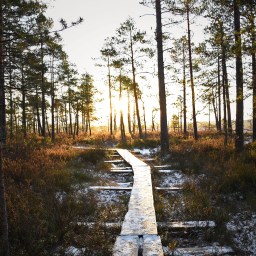 Torronsuon kansallispuisto ja karun suoluonnon kutsu