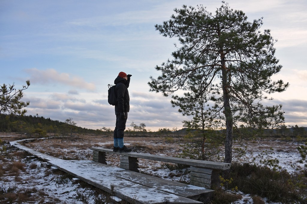 Torronsuon kansallispuistossa