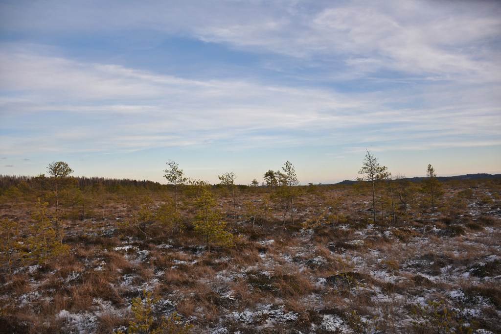 Torronsuon karu maisema