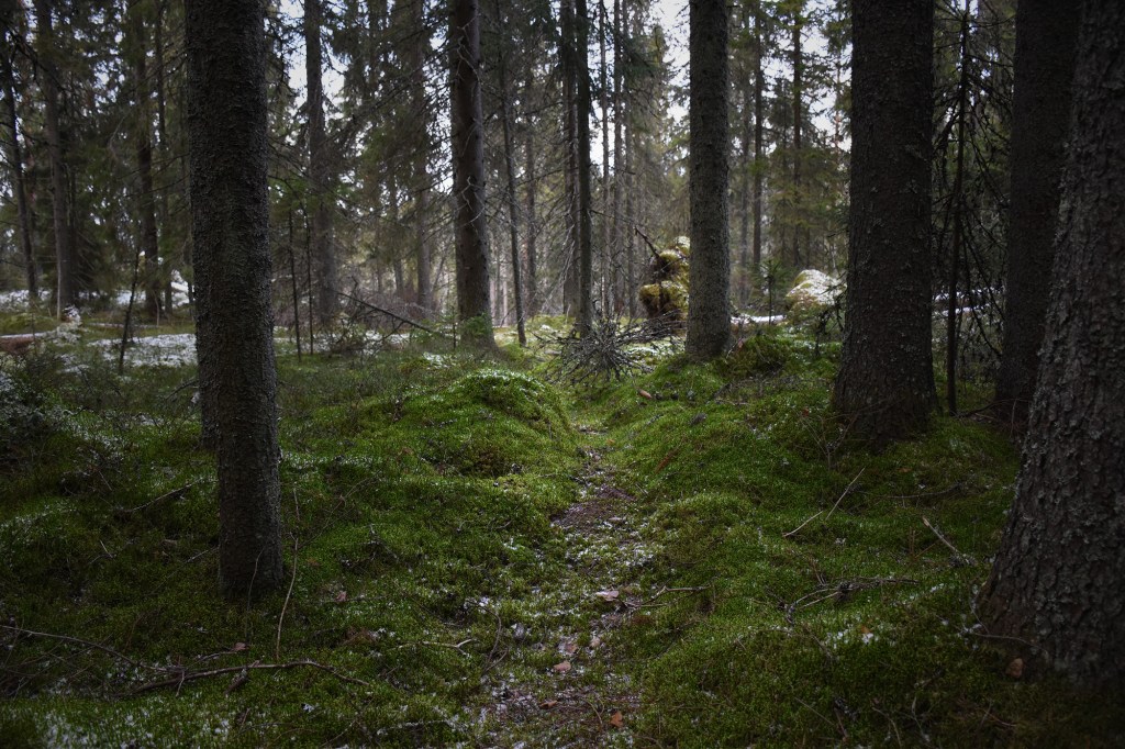 Torronsuon maaginen metsä