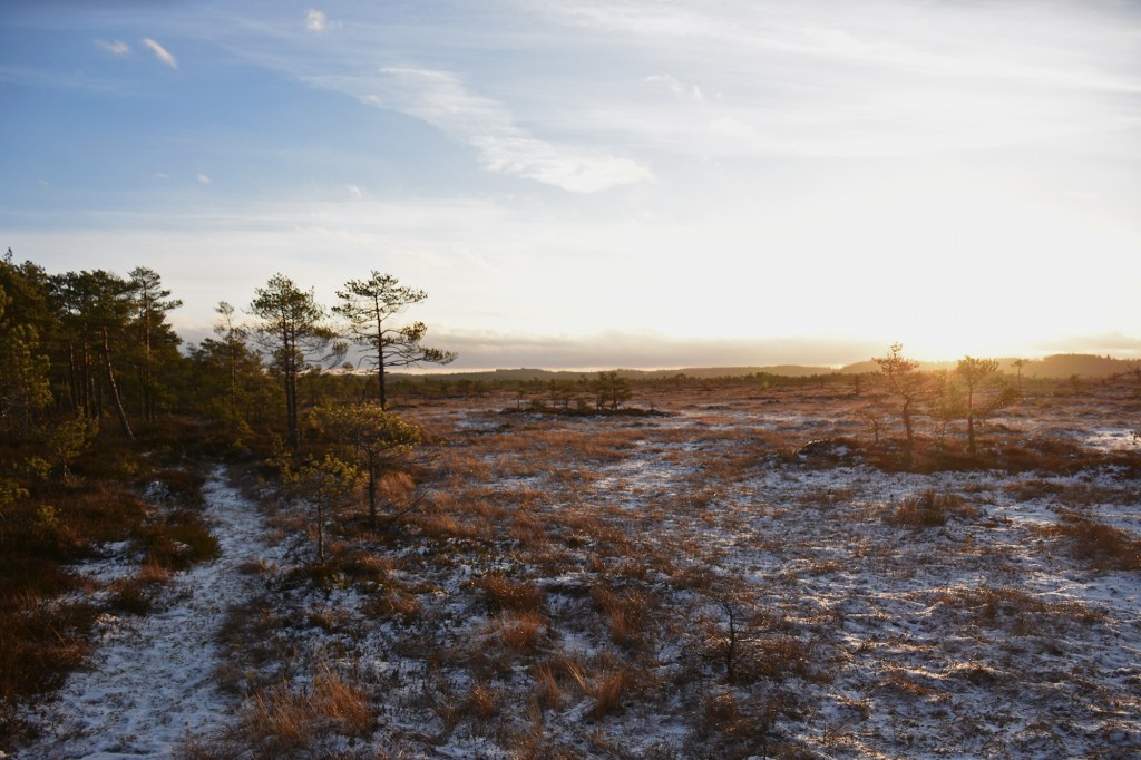 Torronsuon suomaisema aamulla