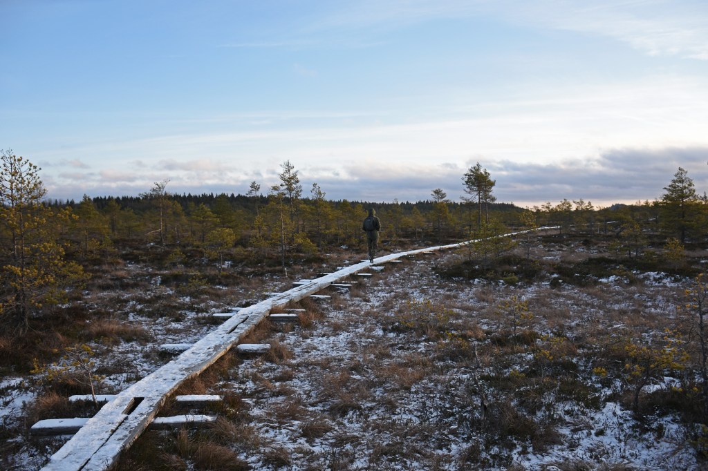 Vaeltaja Torronsuo kansallispuistossa