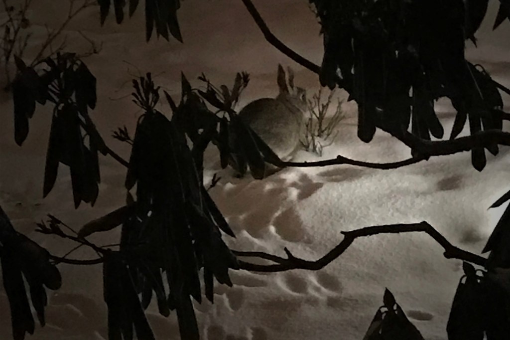 Jänis pihalla syömässä