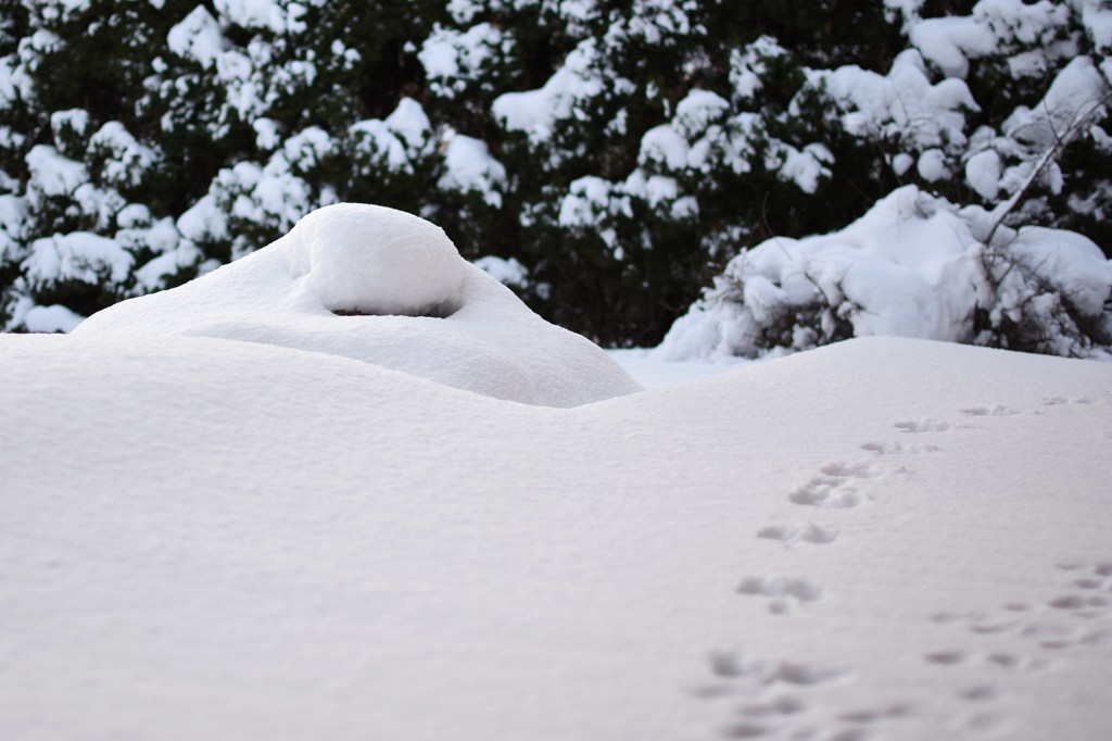 Jänisten jälkiä lumessa