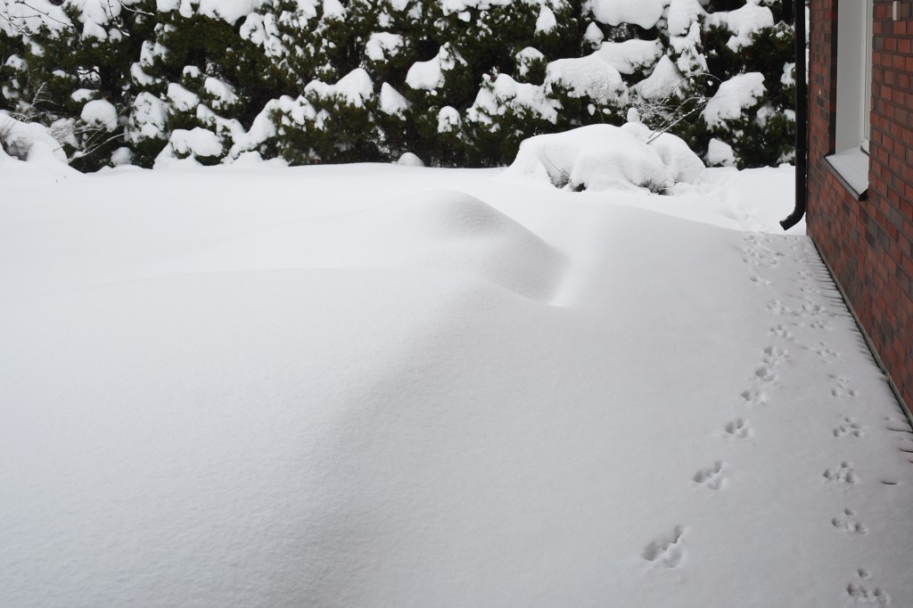 Jänisten reitti kodin vieressä