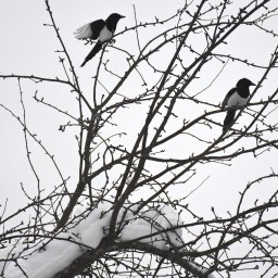 Kotipihan eläimiä ja käpälänjälkiä takapihalla