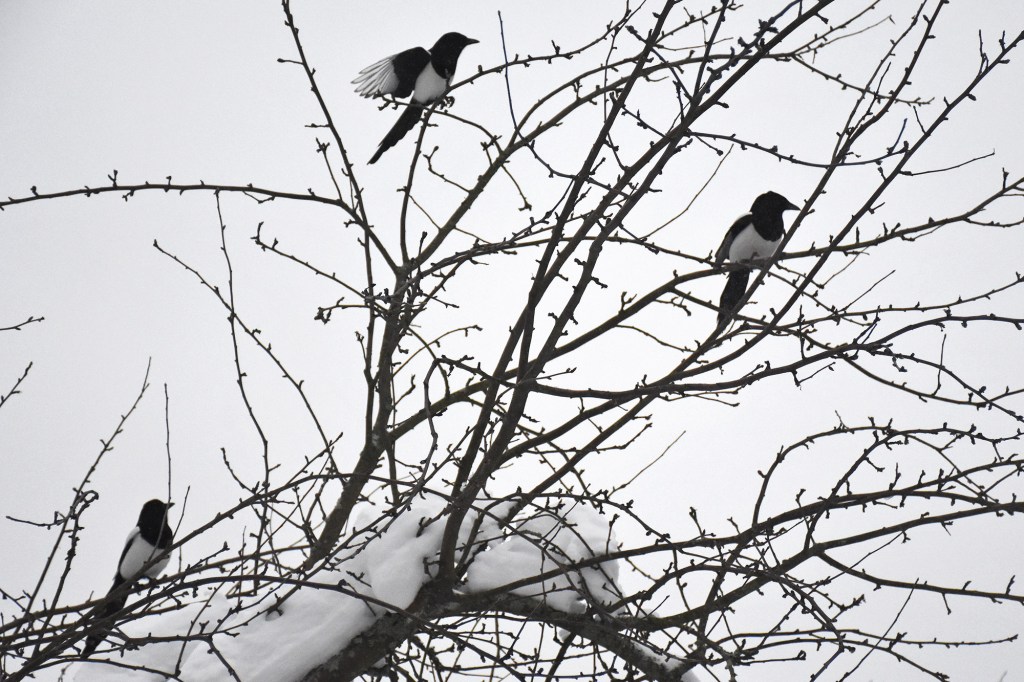 Kolme harakkaa omenapuun oksilla