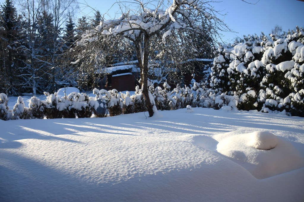 Kotipihan lumihanget