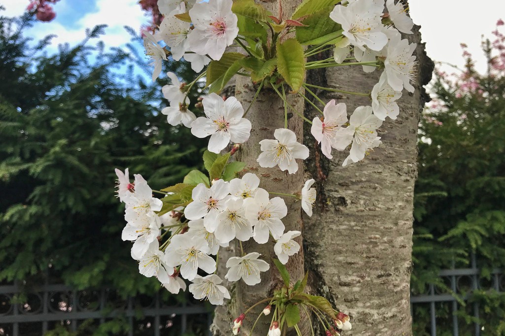 Kevät Pariisissa ja kukkivia puita
