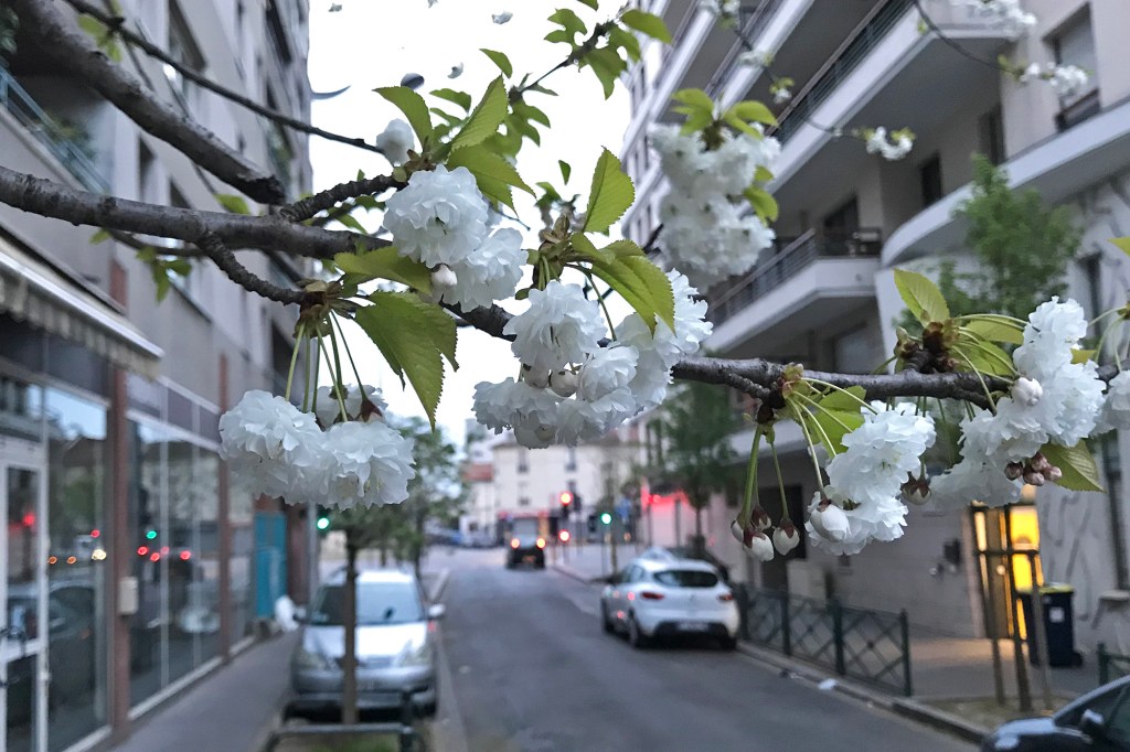 Kukkivia puita Pariisissa