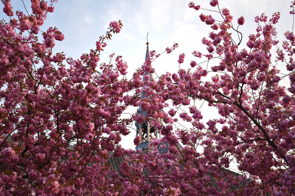 Kukkivia puita Utrechtissa