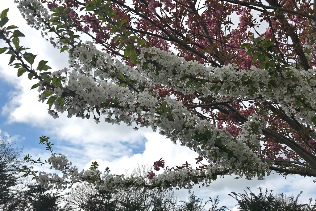 Puut kukkivat Pariisissa