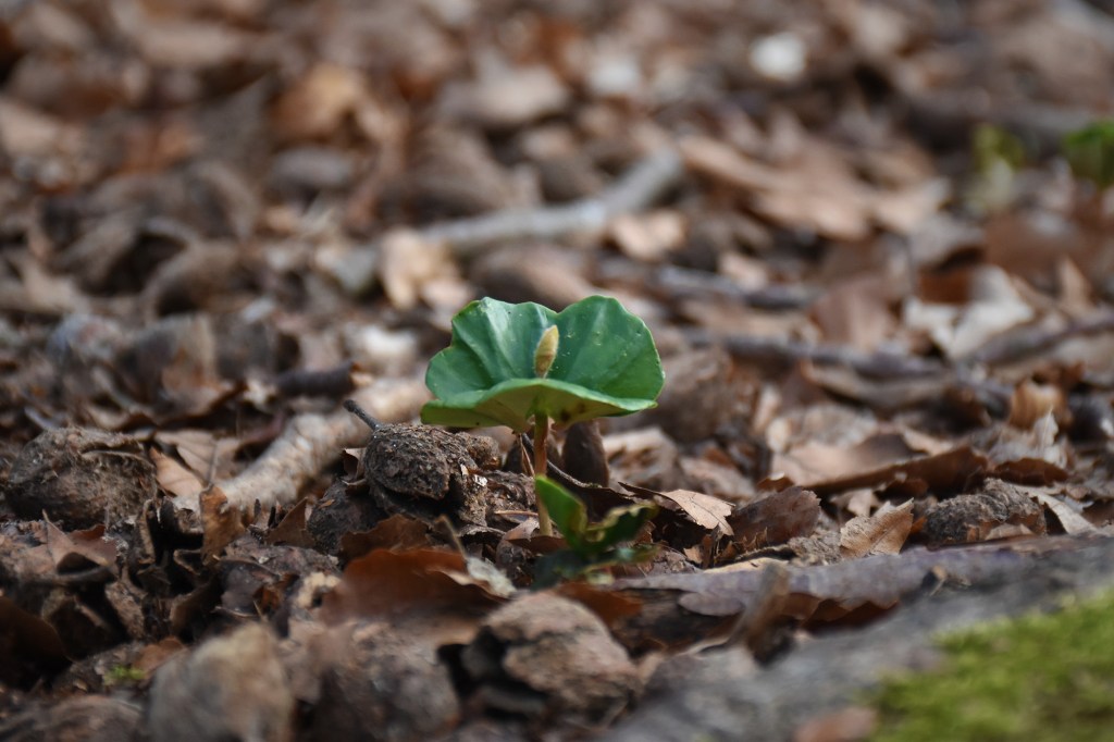 Pyökin taimi metsässä