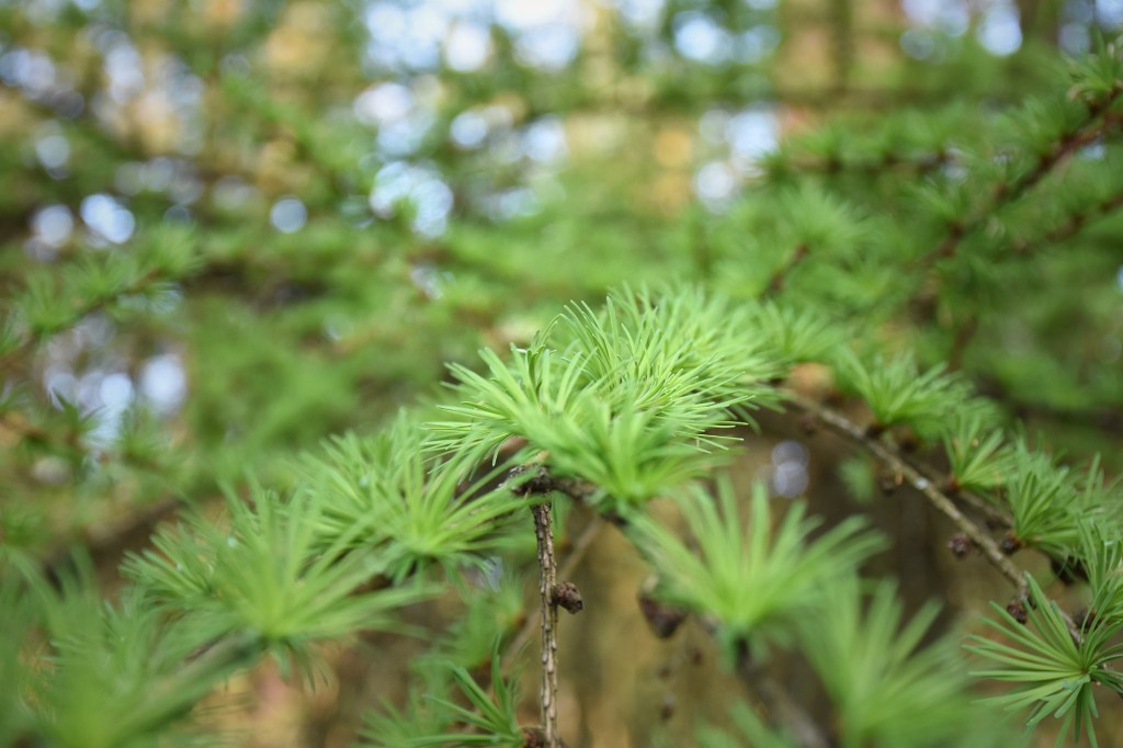 Kevään ensimmäiset havut