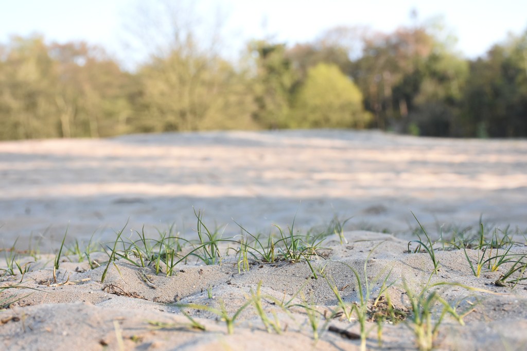 Utrechtse Heuvelrugin hiekkadyynit